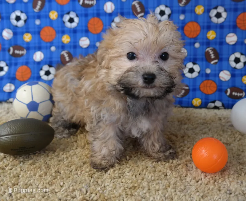 ID:006 – Morkie puppy for sale in Tama, IA