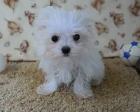 ID:007, a female Maltese for sale in Tama, IA – 2 of 3