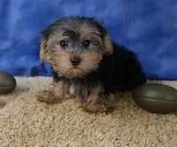 ID:17, a male Morkie for sale in Tama, IA – 2 of 3