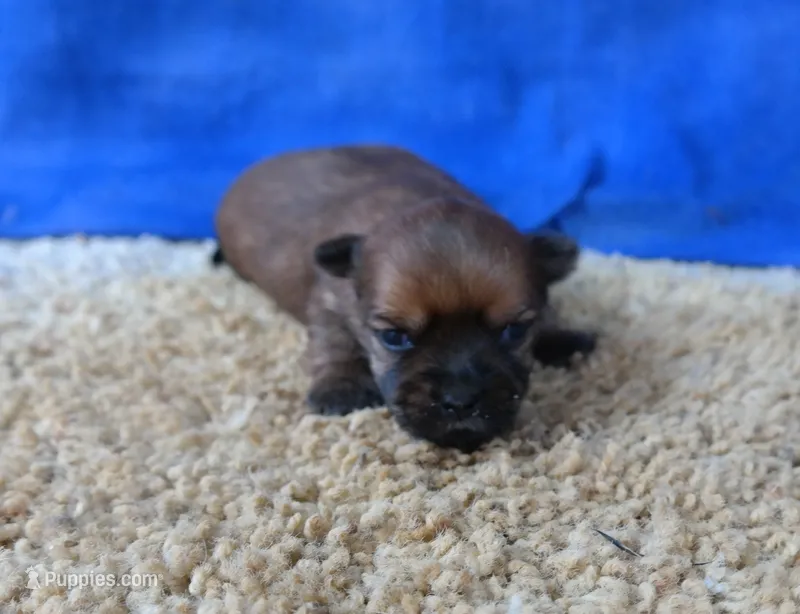 ID:015 – Morkie puppy for sale in Tama, IA
