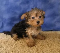 ID:014, a female Morkie for sale in Tama, IA – 1 of 3