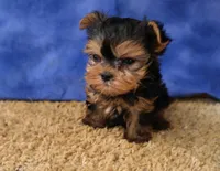 ID:19, a female Morkie for sale in Tama, IA – 2 of 3