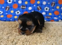 ID:013, a male Morkie for sale in Tama, IA – 2 of 3