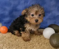 ID:014, a female Morkie for sale in Tama, IA – 2 of 3