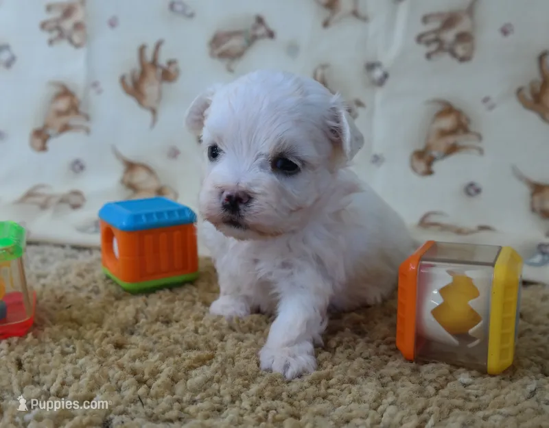 ID:16 – Maltese puppy for sale in Tama, IA
