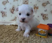ID:16, a male Maltese for sale in Tama, IA – 3 of 3