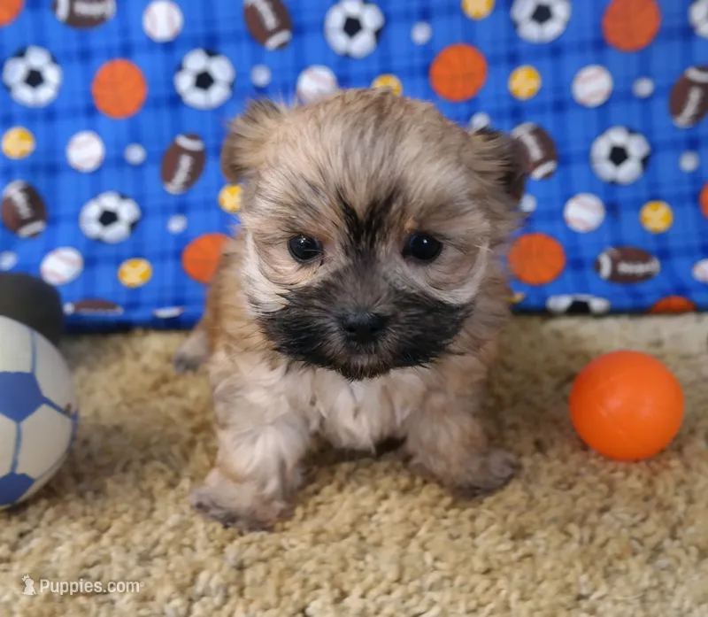 ID:011 – Morkie puppy for sale in Tama, IA