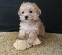 ID:005, a male Morkie for sale in Tama, IA – 3 of 3