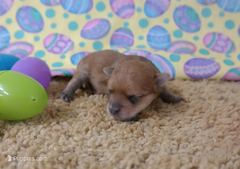 ID:02 – Morkie puppy for sale in Tama, IA