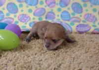 ID:02, a male Morkie for sale in Tama, IA – Photo 1 of 3