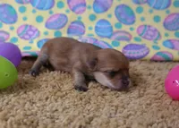 ID:02, a male Morkie for sale in Tama, IA – Photo 2 of 3