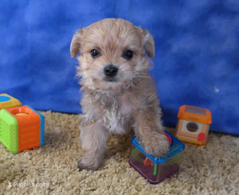 ID:02 – Morkie puppy for sale in Tama, IA