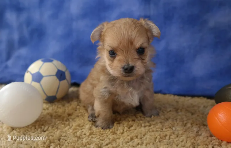 ID:02 – Morkie puppy for sale in Tama, IA