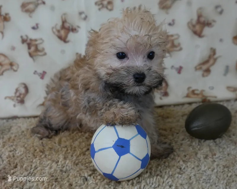 ID:006 – Morkie puppy for sale in Tama, IA