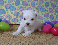 ID:01, a male Maltese for sale in Tama, IA – Photo 3 of 3
