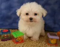 ID:01, a male Maltese for sale in Tama, IA – Photo 3 of 3