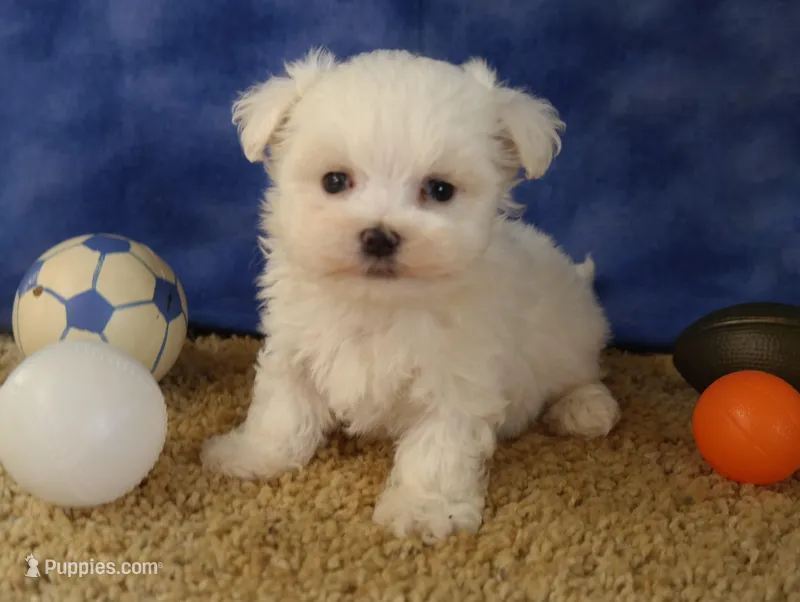 ID:01 – Maltese puppy for sale in Tama, IA