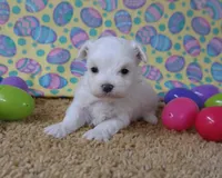 ID:01, a male Maltese for sale in Tama, IA – Photo 2 of 3