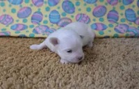 ID:01, a male Maltese for sale in Tama, IA – Photo 2 of 3