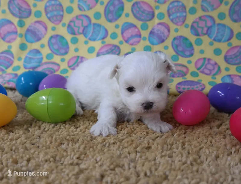 ID:01 – Maltese puppy for sale in Tama, IA