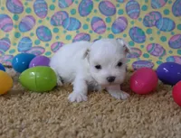 ID:01, a male Maltese for sale in Tama, IA – Photo 1 of 3
