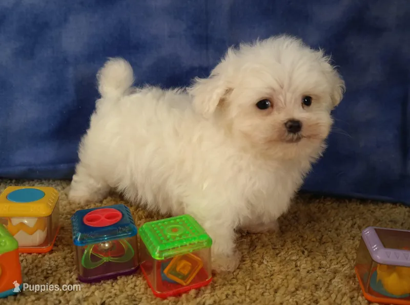 ID:01 – Maltese puppy for sale in Tama, IA
