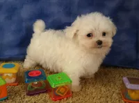 ID:01, a male Maltese for sale in Tama, IA – Photo 1 of 3