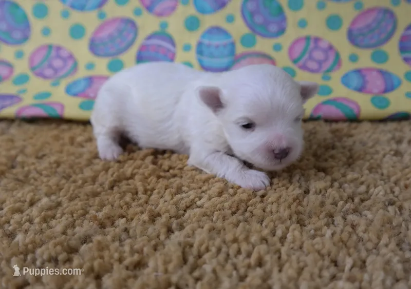 ID:01 – Maltese puppy for sale in Tama, IA