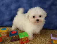 ID:01, a male Maltese for sale in Tama, IA – Photo 2 of 3