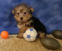ID:014, a female Morkie for sale in Tama, IA – 3 of 3