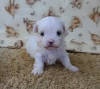 ID:18, a female Maltese for sale in Tama, IA – 3 of 3