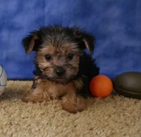 ID:012, a female Morkie for sale in Tama, IA – 2 of 3