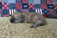 ID:009, a male Morkie for sale in Tama, IA – 2 of 3