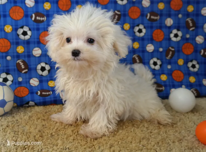 ID:01 – Maltese puppy for sale in Tama, IA
