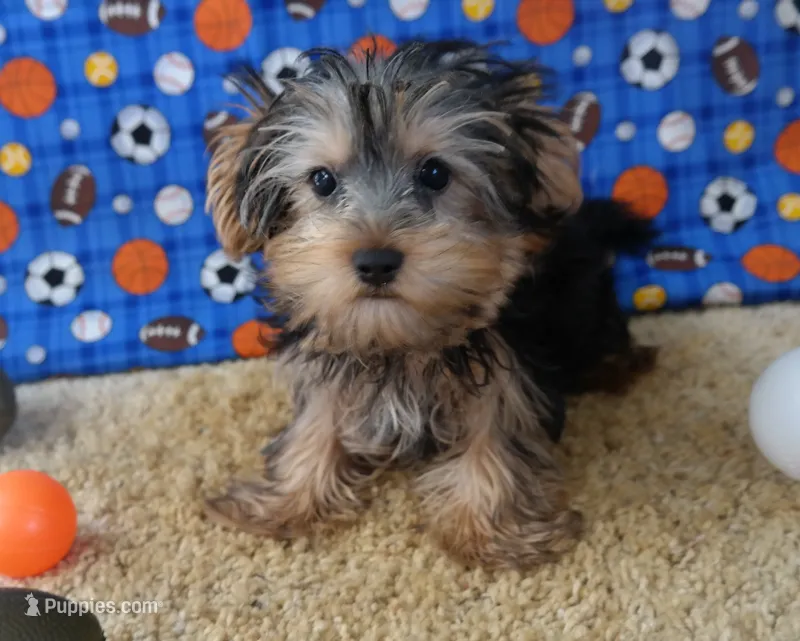 ID:17 – Morkie puppy for sale in Tama, IA