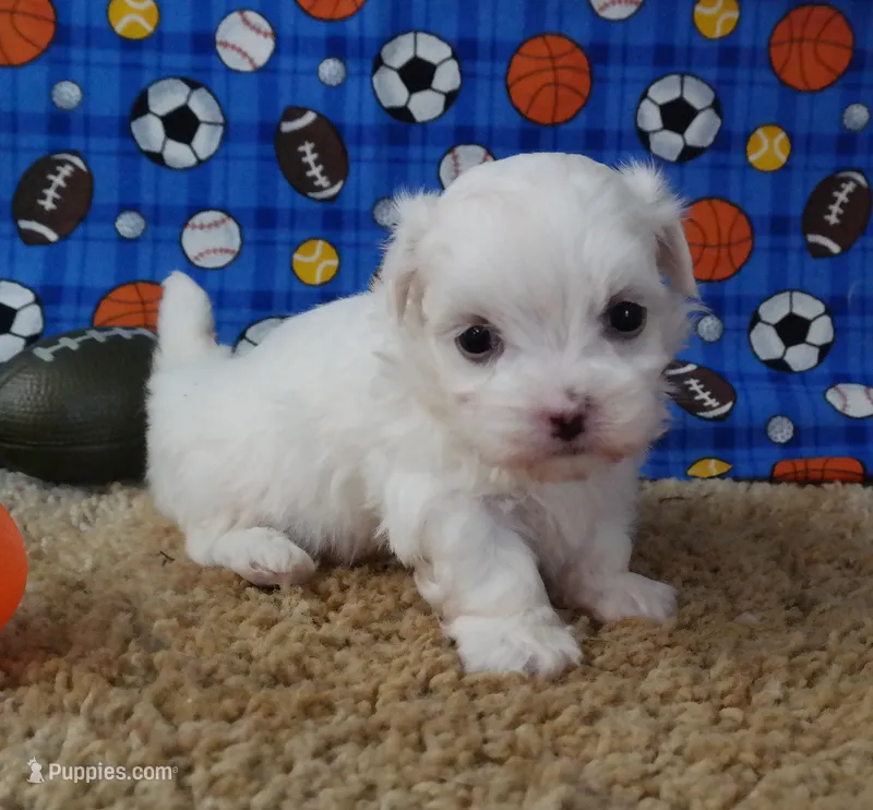 ID:18 – Maltese puppy for sale in Tama, IA