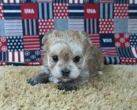ID:010, a female Morkie for sale in Tama, IA – 3 of 3