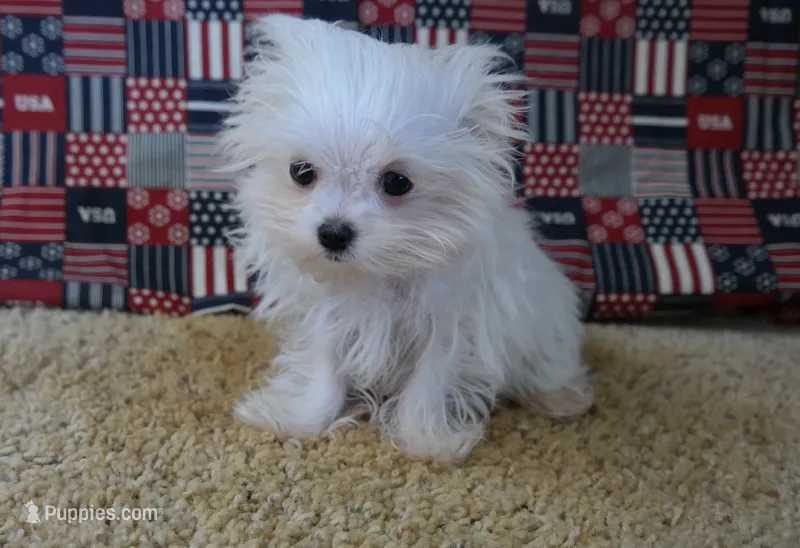 ID:007 – Maltese puppy for sale in Tama, IA