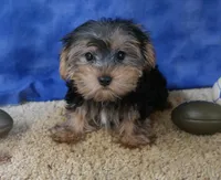ID:17, a male Morkie for sale in Tama, IA – 3 of 3