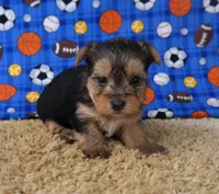 ID:012, a female Morkie for sale in Tama, IA – 2 of 3