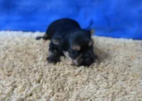 ID:16, a male Morkie for sale in Tama, IA – 3 of 3