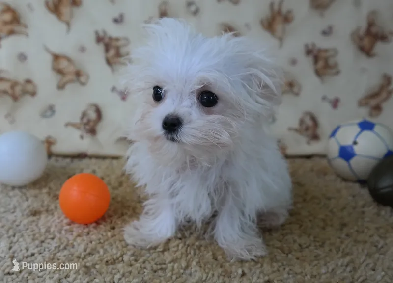 ID:007 – Maltese puppy for sale in Tama, IA