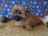 ID:011, a female Morkie for sale in Tama, IA – 3 of 3
