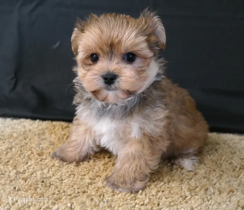 ID:003 – Morkie puppy for sale in Tama, IA