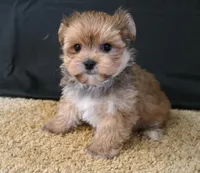 ID:003, a male Morkie for sale in Tama, IA – 1 of 3