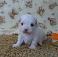 ID:18, a female Maltese for sale in Tama, IA – 2 of 3