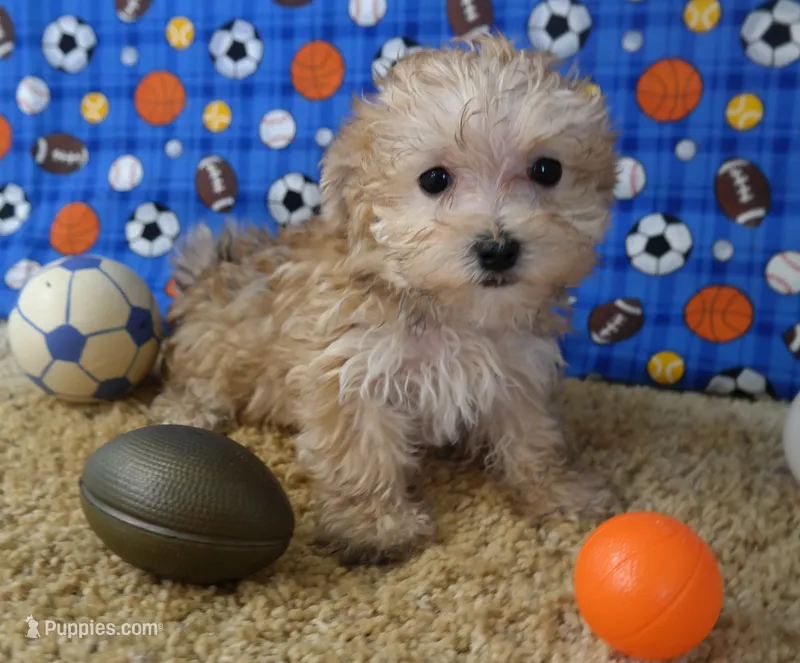 ID:005 – Morkie puppy for sale in Tama, IA
