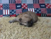 ID:009, a male Morkie for sale in Tama, IA – 3 of 3