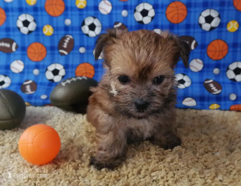ID:015 – Morkie puppy for sale in Tama, IA