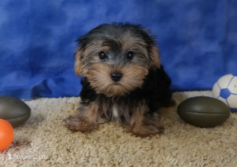 ID:17 – Morkie puppy for sale in Tama, IA